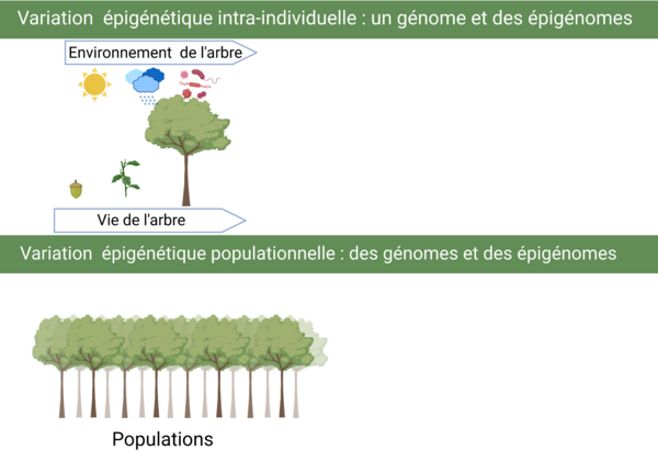 Epigenetique-ecologie-evolution2